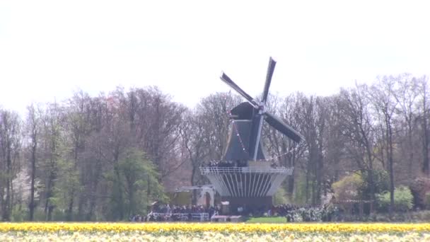 Gelbe Narzissen und Windmühle — Stockvideo