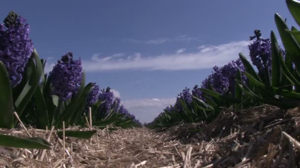 Purple hyacinths — Stock Video