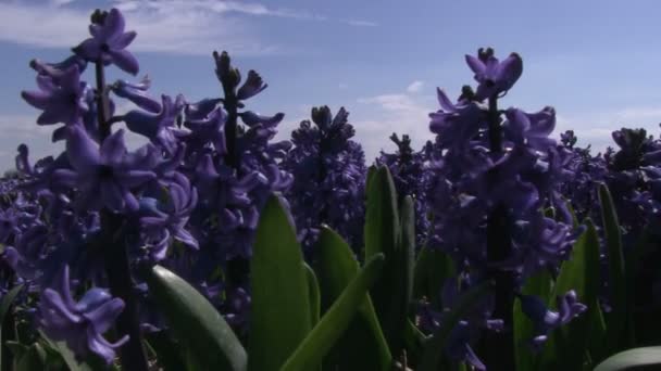 Fialový hyacinty — Stock video