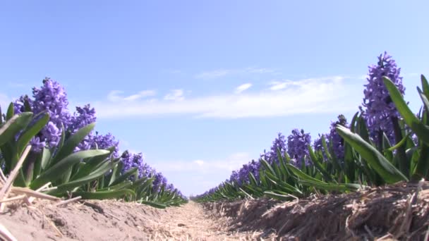 Jacinthes violettes — Video