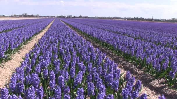 Purple hyacinths — Stock Video