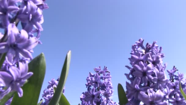 Purple hyacinths — Stock Video