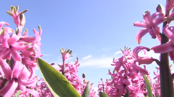 Roze bloemen — Stockvideo