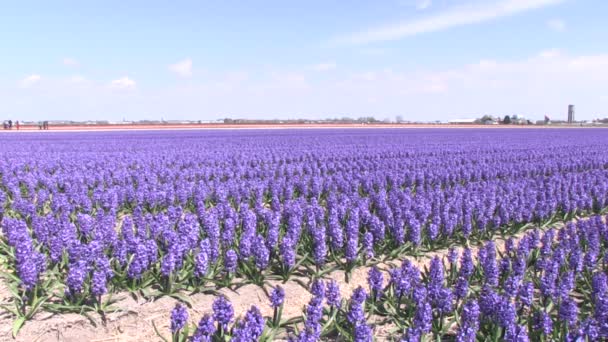 Lila hyacinter — Stockvideo