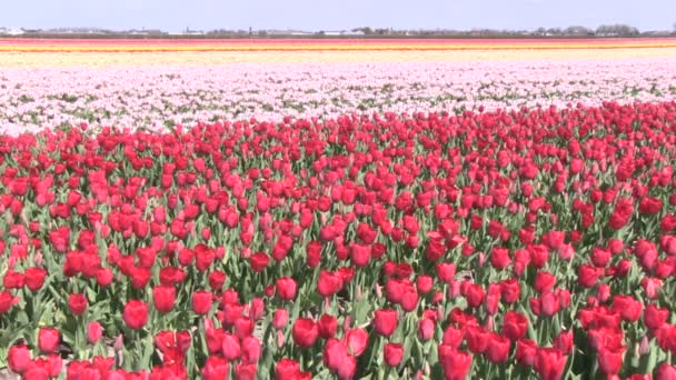 Pestrobarevné tulipány — Stock video