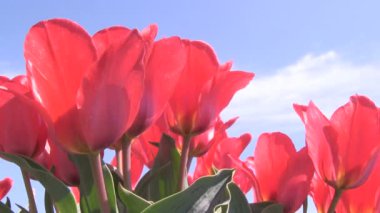 çeşitli renklerde laleler