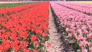 çeşitli renklerde laleler