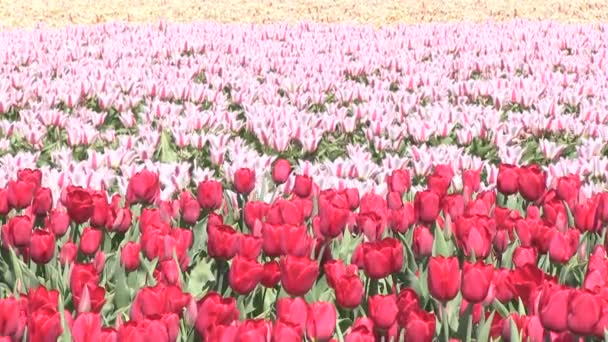 Pestrobarevné tulipány