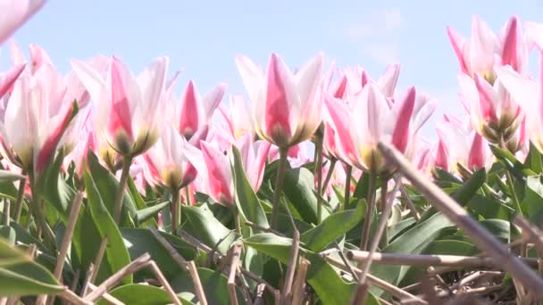 Een klaproos en gevallen bloemblaadjes, flower is geïsoleerd op een witte backg — Stockvideo