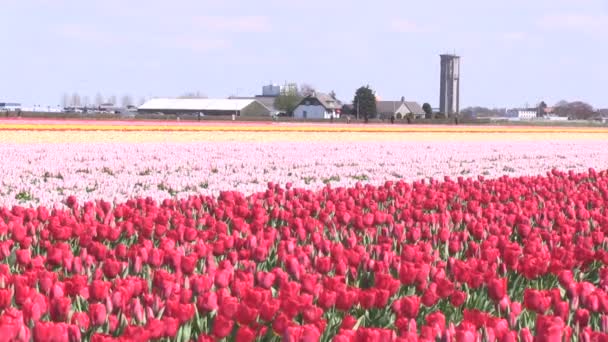 Pestrobarevné tulipány — Stock video