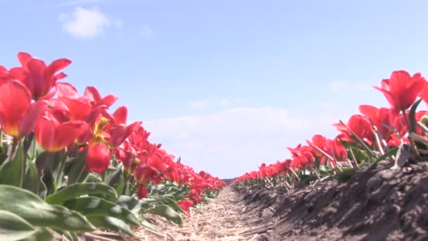 Een klaproos en gevallen bloemblaadjes, flower is geïsoleerd op een witte backg — Stockvideo
