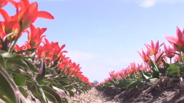 Tulipanes multicolores — Vídeo de stock