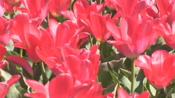 Цветные тюльпаны — стоковое видео