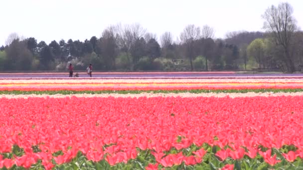 Pestrobarevné tulipány — Stock video