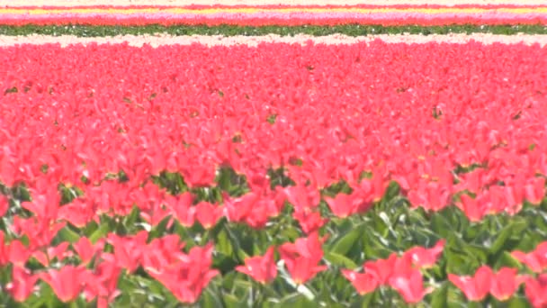 Tulipes multicolores — Video