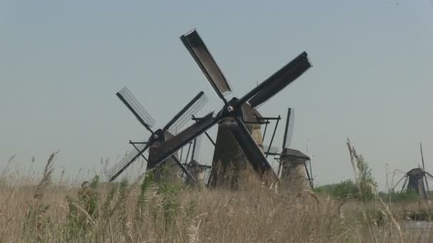 Molinos de viento holandeses cerca de Kinderdijk, Holanda — Vídeo de stock