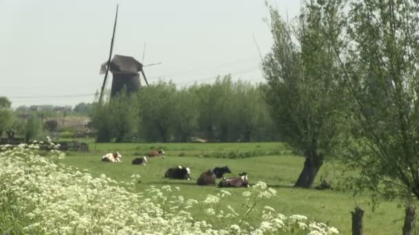 Holenderski wiatrak w pobliżu kinderdijk, Holandia — Wideo stockowe