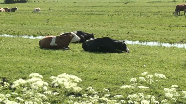 牛群在牧场上 — 图库视频影像
