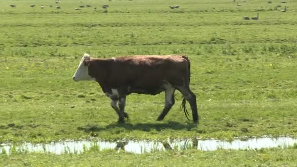 Koe in een weiland — Stockvideo