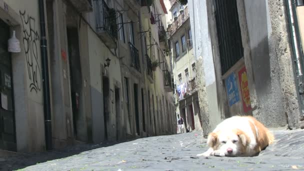 Cane da strada a Lisbona . — Video Stock