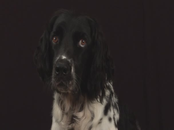 Perro parece aburrido — Vídeos de Stock