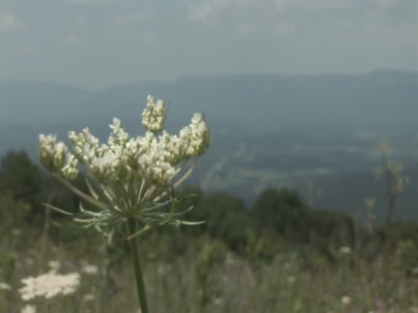 Shenandoahin laakso — kuvapankkivideo