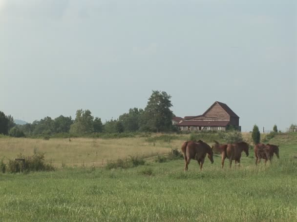 Caballos en pastos — Vídeos de Stock