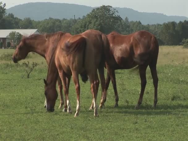 Caballos en pastos — Vídeos de Stock