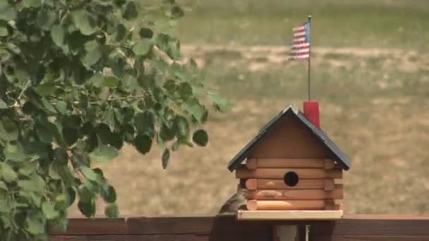 Pták a ptačí dům — Stock video