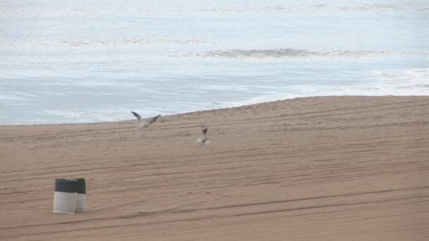 Praia vazia e gaivotas marinhas — Vídeo de Stock