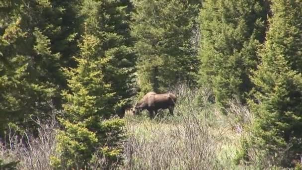 Jávorszarvas legeltetés a Rocky Mountain nemzeti parkban — Stock videók