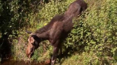 alce beber para tiro ancho de Parque Nacional rocky mountain