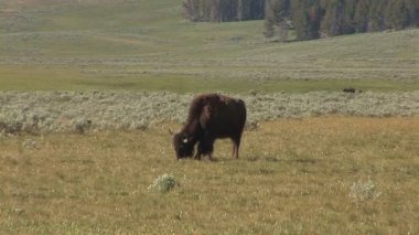 Yellowstone Ulusal Parkı 'nda Bizon