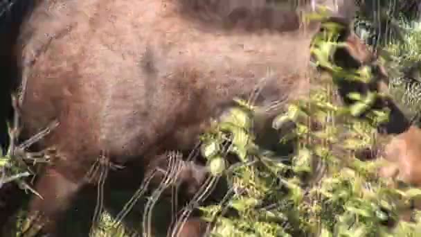 Moose in Rocky Mountain National Park, Colorado. — Stock Video