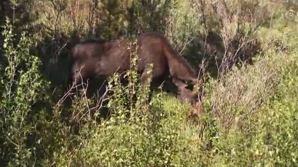 Moose in Rocky Mountain National Park, Colorado. — Stock Video