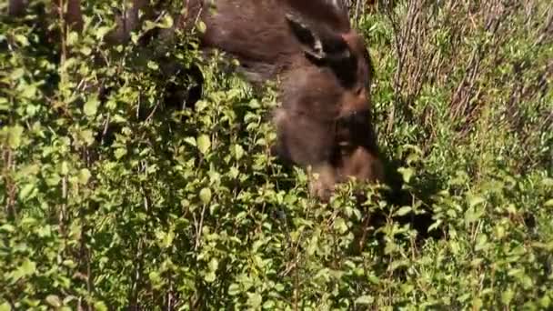 Moose in nationaal park rocky mountain, colorado. — Stockvideo