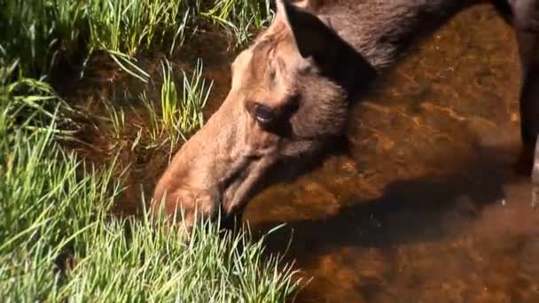 Alce che beve a colpo largo di Parco Nazionale di Montagna Rocciosa — Video Stock