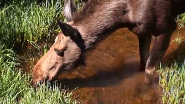 Лось пьет за широкий выстрел Рокки-Маунтин Национальный парк — стоковое видео