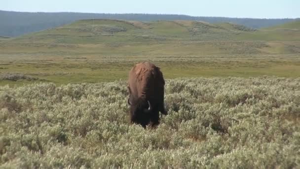 Bison in Yellowstone Nationaal Park — Stockvideo