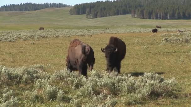 Wisente im Yellowstone-Nationalpark — Stockvideo