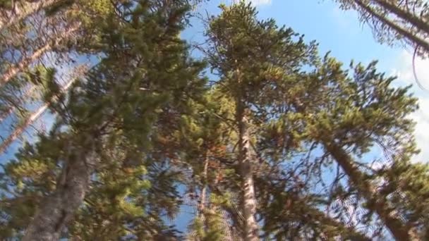 Pots de boue dans le parc national Yellowstone — Video