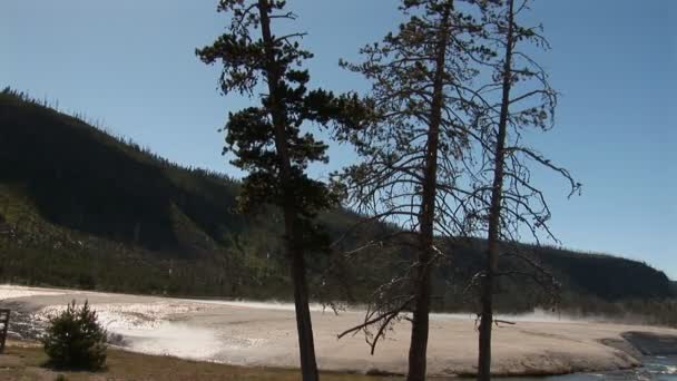 Geyser rompendo, retroiluminado com árvores e vapor Yellowstone National Park — Vídeo de Stock