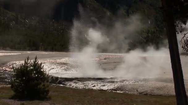 Erupting geyser, retroilluminato con alberi e vapore Parco Nazionale di Yellowstone — Video Stock