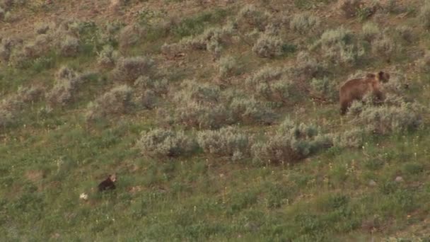 Moeder grizzly met cubs in het nationaal park yellowstone — Stockvideo