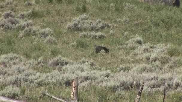 Černý medvěd v národním parku yellowstone — Stock video