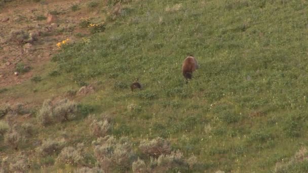 灰熊妈妈带着小熊在黄石国家公园 — 图库视频影像