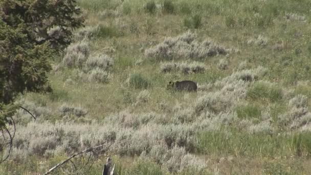 Black bear in Yellowstone National Park — Stock Video