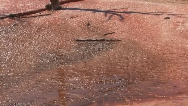 Mamut Hot Springs en el Parque Nacional de Yellowstone — Vídeo de stock