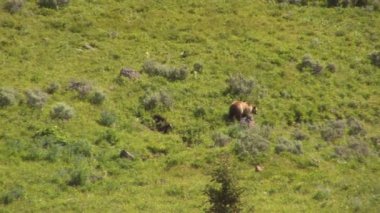 anne boz ayı yavrularını yellowstone Milli Parkı ile