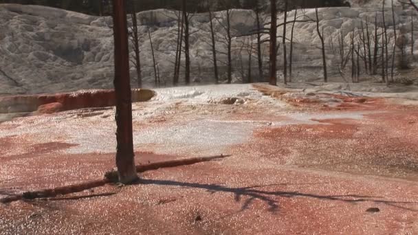 Mamut Hot Springs w Parku Narodowym Yellowstone — Wideo stockowe